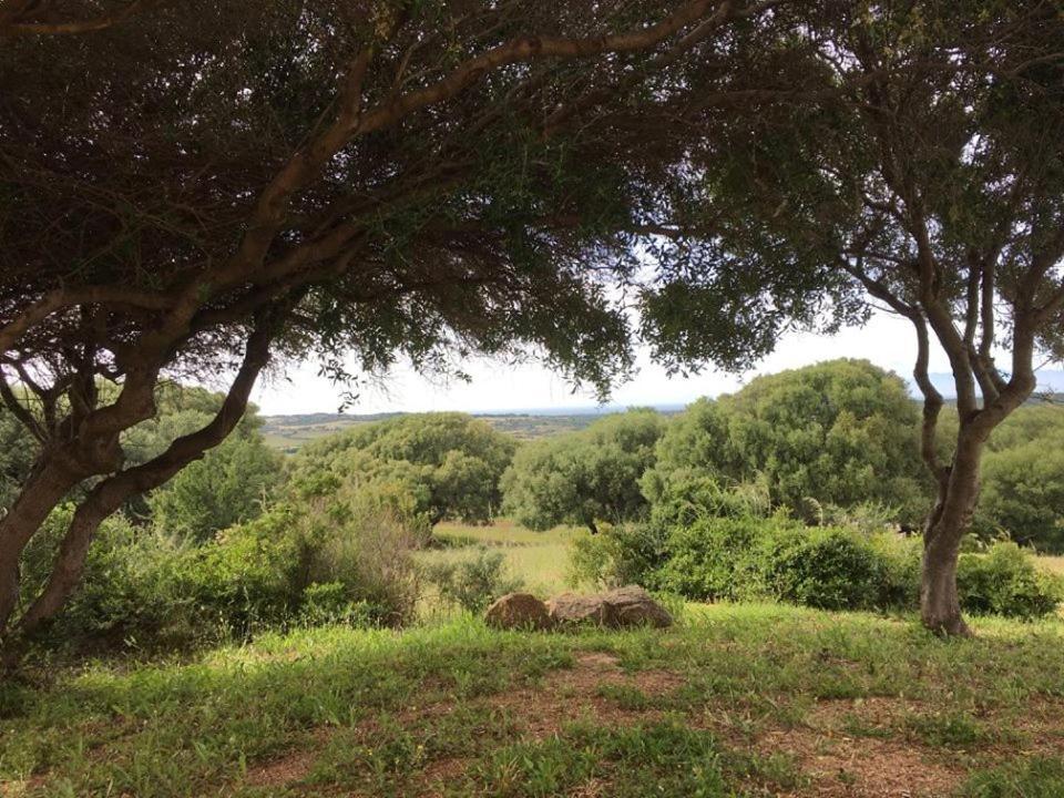 Agriturismo Gli Olivastri, Appartamento La Rosa Dei Venti Con Piscina E Solarium , Vista Mare ,Climatizzatore ,Wifi Aglientu Eksteriør billede