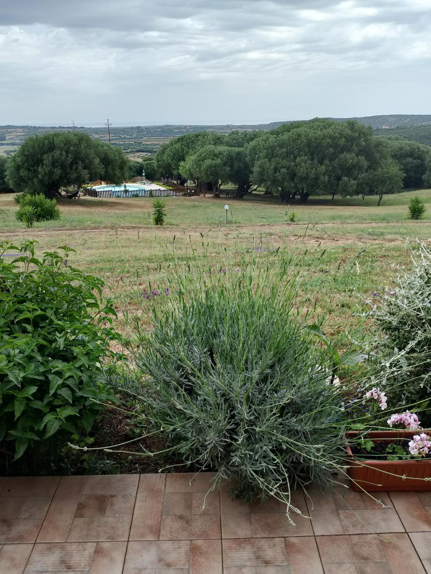 Agriturismo Gli Olivastri, Appartamento La Rosa Dei Venti Con Piscina E Solarium , Vista Mare ,Climatizzatore ,Wifi Aglientu Eksteriør billede